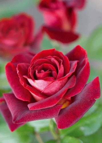 Мини-открытка