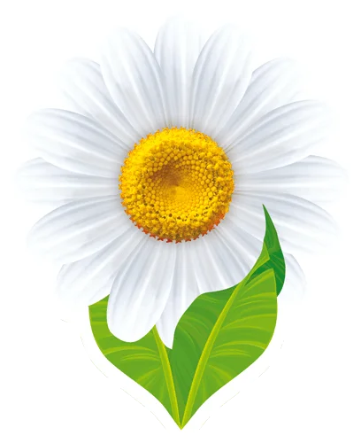 Плакат "Ромашка"